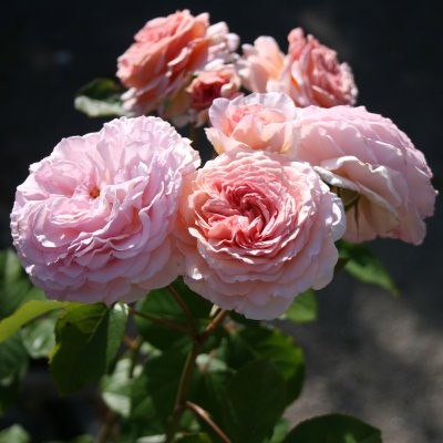 austin James Galway (Auscrystal), Engelsk Buskros, C6