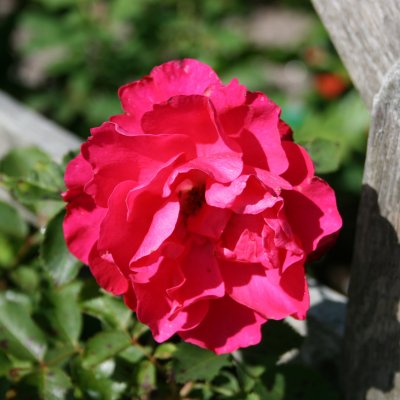 John Franklin, Kanadensisk Buskros, C4