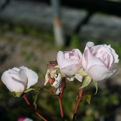 Rosa austin The Generous Gardener ™