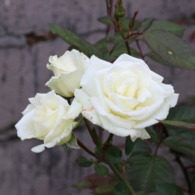 Rosa White Nights ™