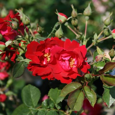Rosa kordesii Champlain
