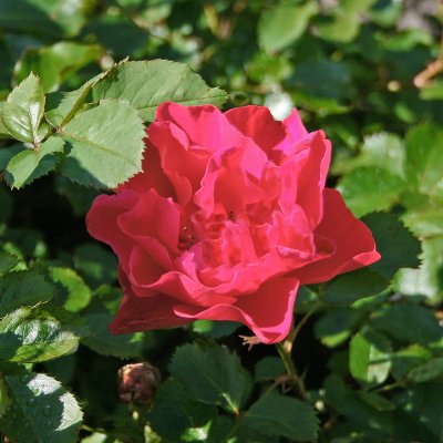 John Franklin, Kanadensisk Buskros, C4