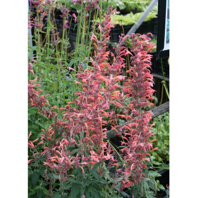 Agastache hybr. Tangerine Dreams