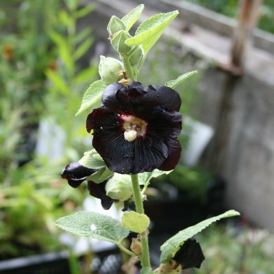 Alcea rosea Spotlight Black Night