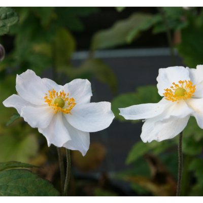 Anemone x hybrida Andrea Aktinson, Stor Höstanemon