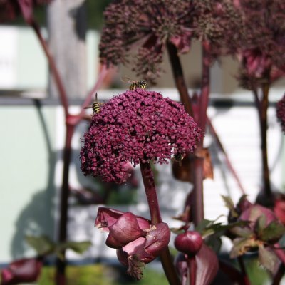 Angelica gigas, Purpurkvanne