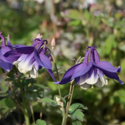 Aquilegia hybr. Spring Magic Navy & White