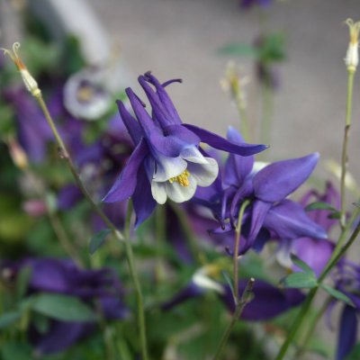 Aquilegia hybr. Spring Magic Navy & White