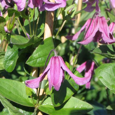 integrifolia Pangbourne Pink, Klematis, C2