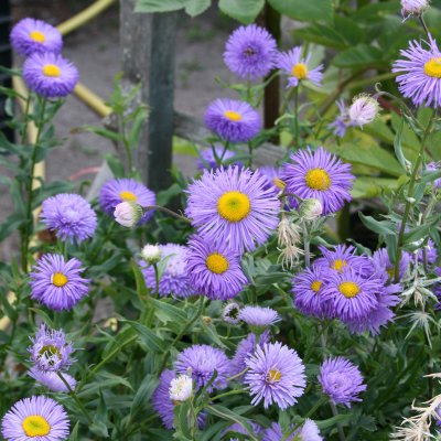 Erigeron speciosus Azurfee