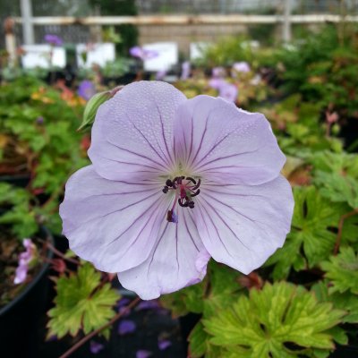 Geranium hybr. Lilac Ice, Trädgårdsnäva, P9cm