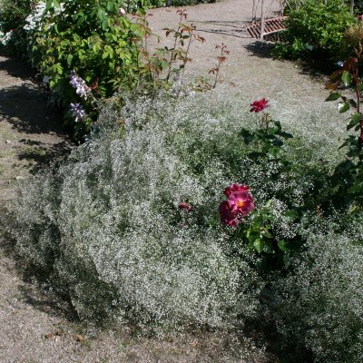 Gypsophila paniculata
