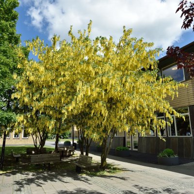 Laburnum x wateri Vossii, Gullregn