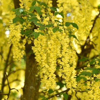 Laburnum x wateri Vossii, Gullregn