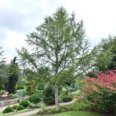 Larix decidua