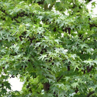 Liquidambar styraciflua