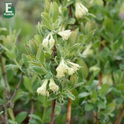 Lonicera caerulea var. kamtschatica Anja ® E, Blåbärstry / Honungsbär