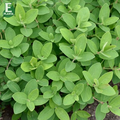 Lonicera caerulea var. kamtschatica Anja ® E, Blåbärstry / Honungsbär