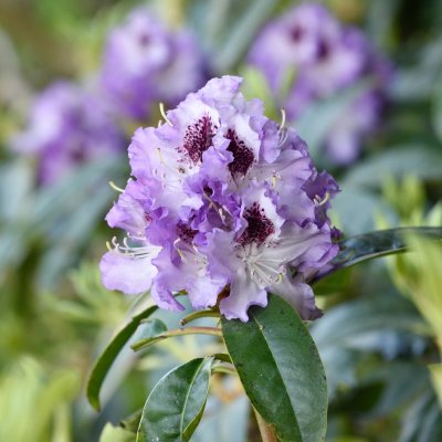 Rhododendron cataw. Blue Peter