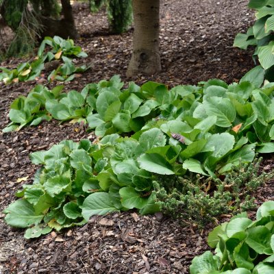 Bergenia hybr. Baby Doll, Trädgårdsbergenia, P9cm
