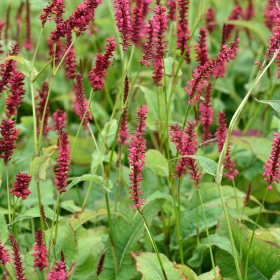 Bistorta amplexicaulis Speciosa