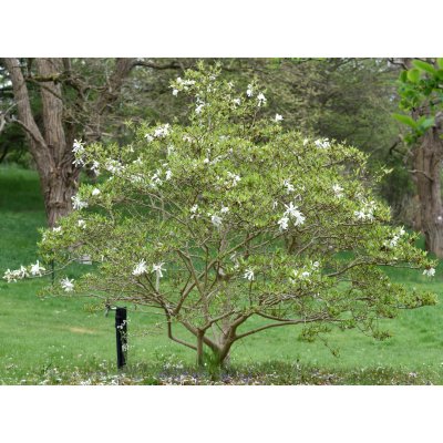 Magnolia stellata, Stjärnmagnolia