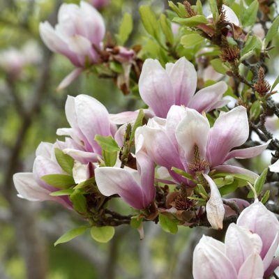 Magnolia x soulangeana