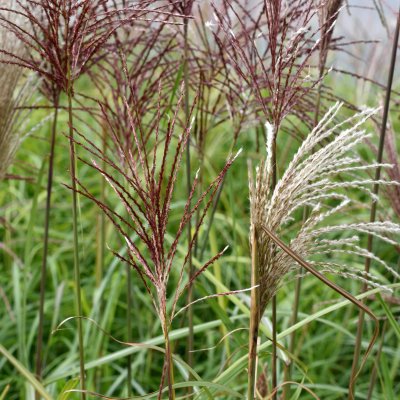 Miscanthus sinensis Malepartus, Glansmiskantus