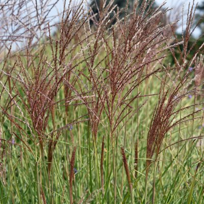 Miscanthus sinensis Yakushima Dwarf