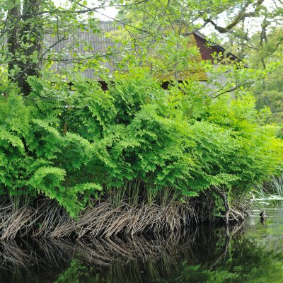 Osmunda regalis
