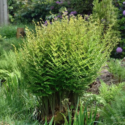 Osmunda regalis