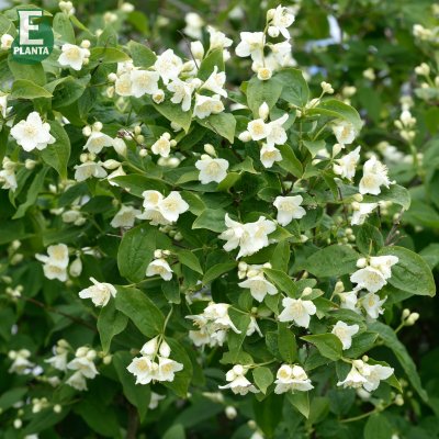 Philadelphus coronarius Finn E, Doftschersmin
