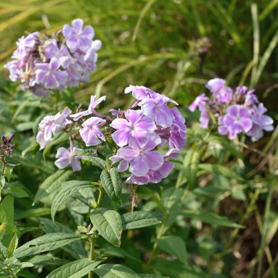 Phlox paniculata Franz Schubert