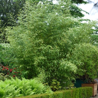 Phyllostachys aurea