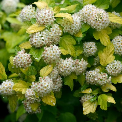 Physocarpus opulifolius Luteus ®