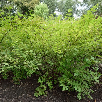 Physocarpus opulifolius Nugget, Smällspirea, busk C3,5