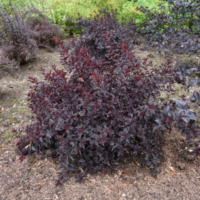 Physocarpus opulifolius All Black ® (Minall2), Smällspirea