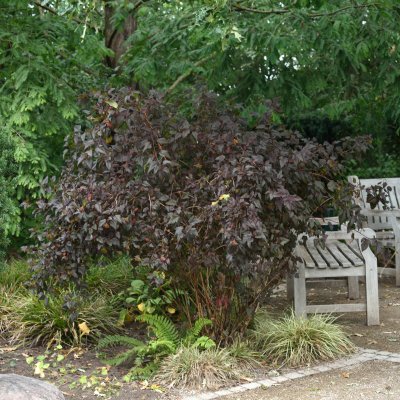 Physocarpus opulifolius Diable D´ Or´ ® (Mindia), Smällspirea