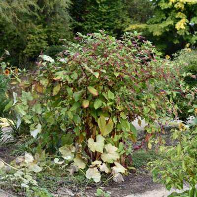 Phytolacca americana, Amerikanskt Kermesbär