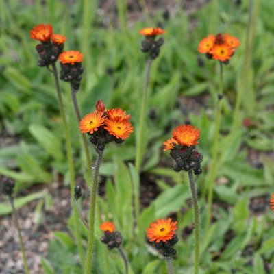 Pilosella aurantiaca (Hieracium aurantiacum)