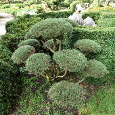 Pinus mugo Mops, Bergtall