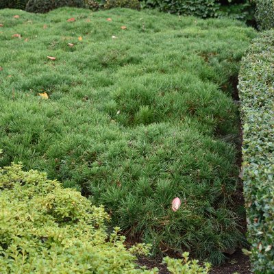 Pinus mugo var. pumilio, Balkanbergtall