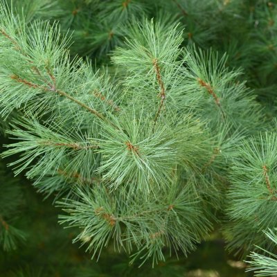 Pinus strobus