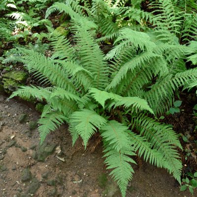 Polystichum setiferum