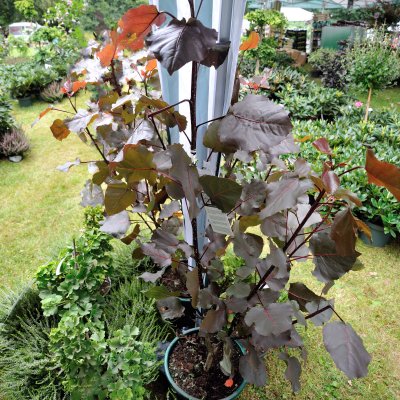 Populus deltoides Purple Tower, Virginiapoppel