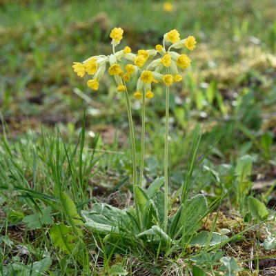 Primula veris, Gullviva
