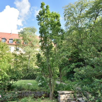 Prunus serrulata Amanogawa, Pelarkörsbär, 60-100 C6