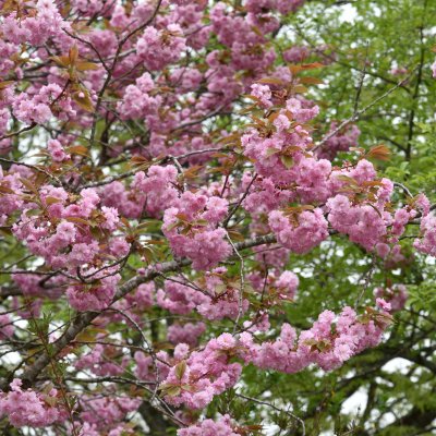 Prunus (Sato-zakura-Gruppen) Kanzan