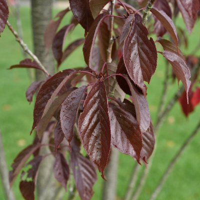 Prunus (Sato-zakura-Gruppen) Royal Burgundy