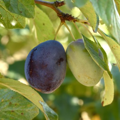 Plommon, Valor, stam P. cer 2-års